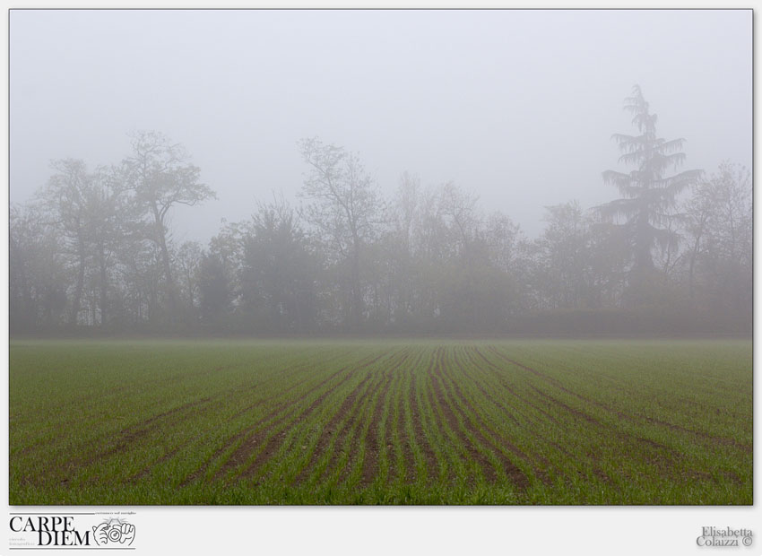 NEBBIA 3.jpg